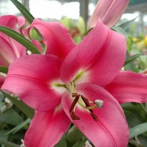 Bright pink lily flower close-up with stamens