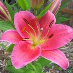 Bright pink lily blossom with buds