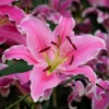 Pink lily blossom with visible stamens