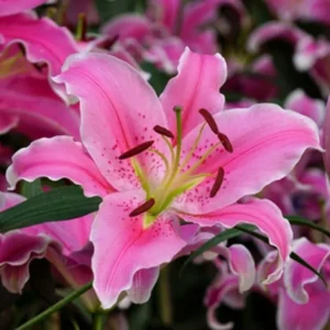 Pink lily blossom with visible stamens