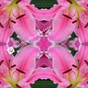 A pink flower with green leaves in the center.
