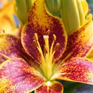 A close up of the flower of an orange and yellow lily.