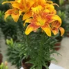 A yellow and red flower in a pot.