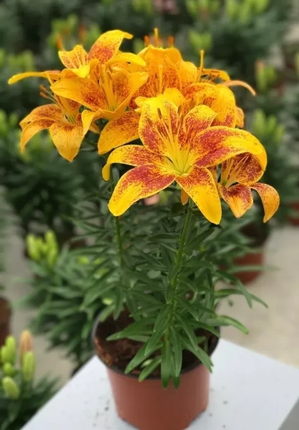 A yellow and red flower in a pot.