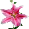 Close-up pink lily bloom on white background