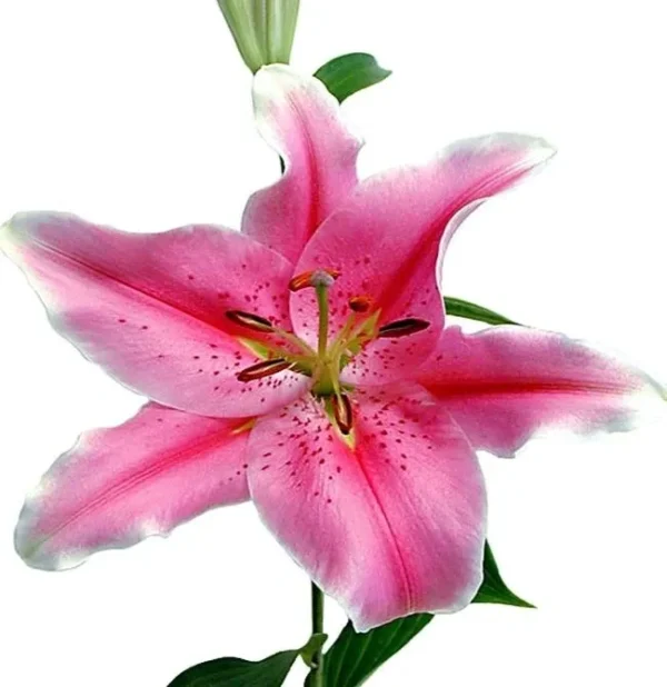 Close-up pink lily bloom on white background