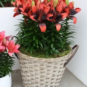 A basket of flowers on the ground