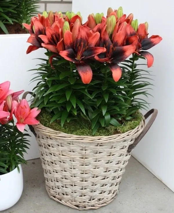 A basket of flowers on the ground