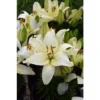 Dew-kissed white lilies in full bloom