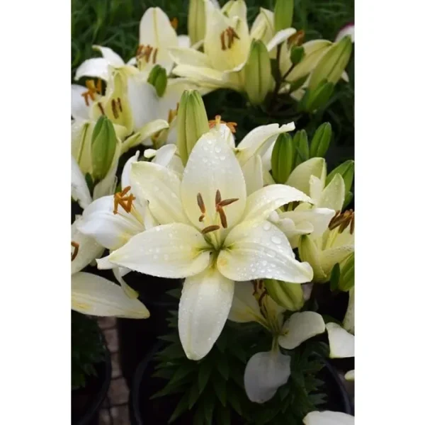 Dew-kissed white lilies in full bloom