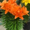 Vibrant orange Asiatic lilies in bloom