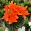 Bright orange potted lilies with green foliage