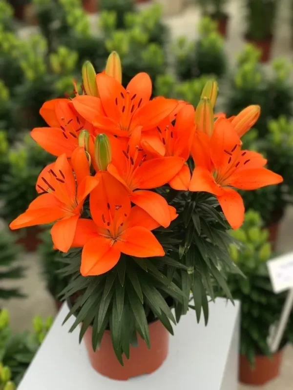 Vibrant orange lilies in terracotta pot