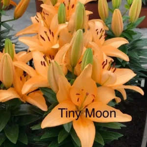 A close up of some flowers with the word tiny moon