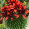 A close up of some red flowers in a vase