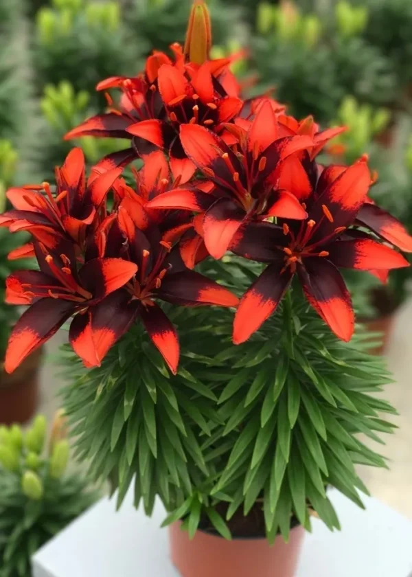 A close up of some red flowers in a vase