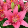 A close up of pink flowers with the word tiny pearl