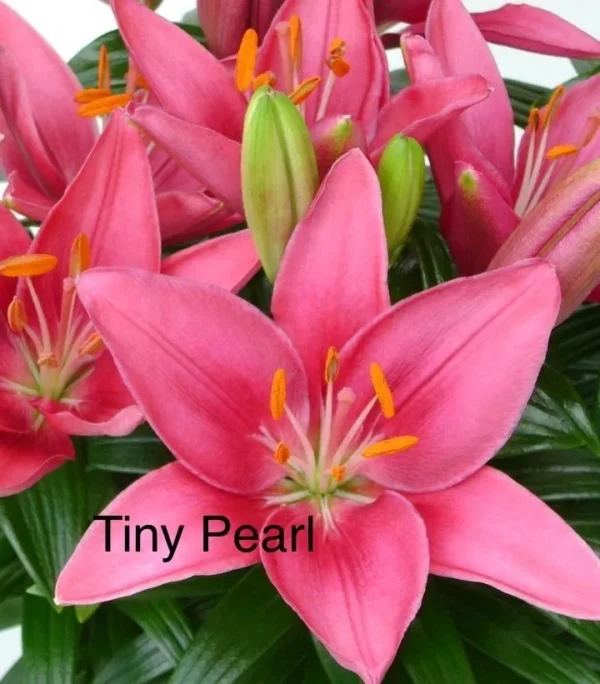 A close up of pink flowers with the word tiny pearl