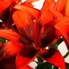Close-up of vibrant red lilies