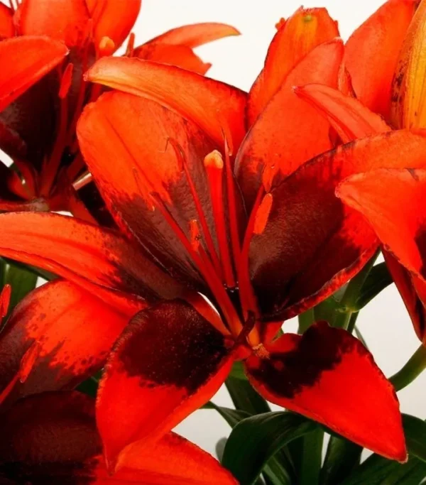 Close-up of vibrant red lilies