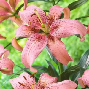 Peach pink Asiatic lily with freckled petals