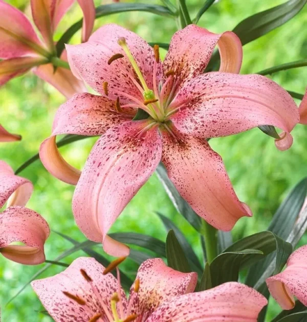 Close-up of pink speckled lilies