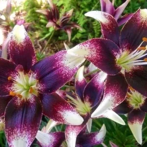 A close up of purple flowers with white tips