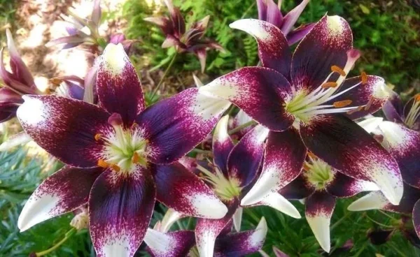 A close up of purple flowers with white tips