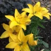 A close up of some yellow flowers in the dirt.