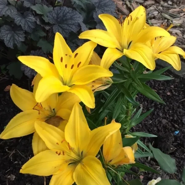 A close up of some yellow flowers in the dirt.