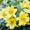 Bright yellow lilies in garden