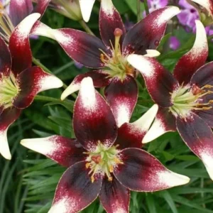 Burgundy lilies with white-tipped petals