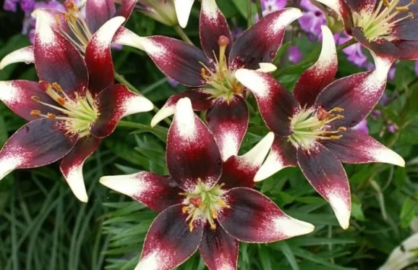 Burgundy lilies with white-tipped petals