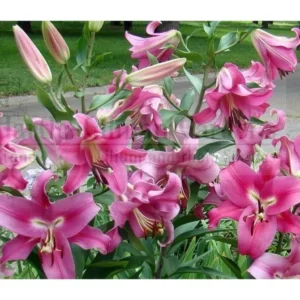 Lush pink stargazer lilies blooming outdoors