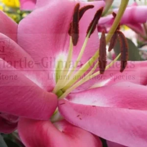 Close-up of pink lily stamens and petals