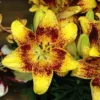 Yellow lily with red speckled petals