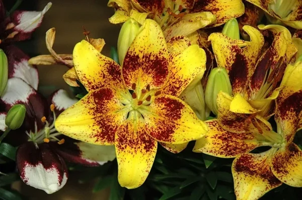 Yellow lily with red speckled petals