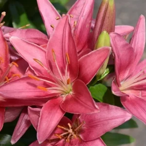 Cluster of vibrant pink lilies in bloom