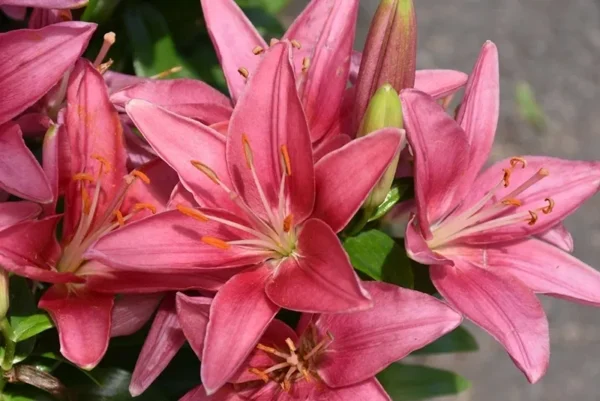 Cluster of vibrant pink lilies in bloom