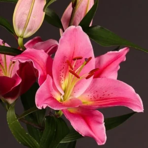 Close-up of vibrant pink lily blossom