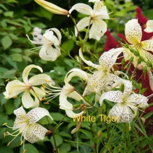 Speckled white tiger lilies in garden