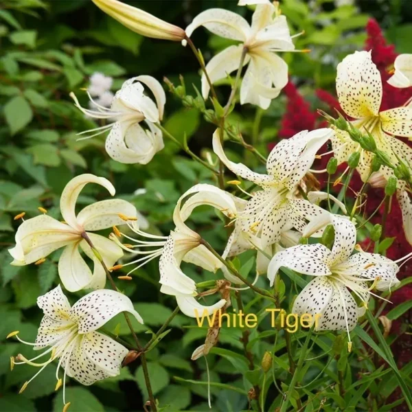 Speckled white tiger lilies in garden