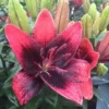 Crimson and black lily with water droplets