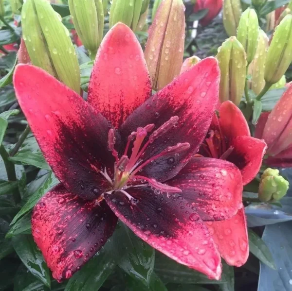 Crimson and black lily with water droplets