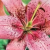 Pink speckled lily blossom close-up