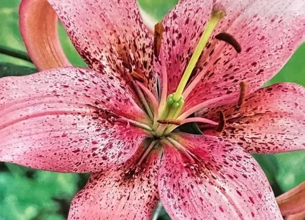 Pink speckled lily blossom close-up