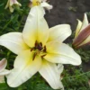 Creamy yellow lily blossom with visible stamens