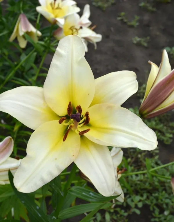 Creamy yellow lily blossom with visible stamens