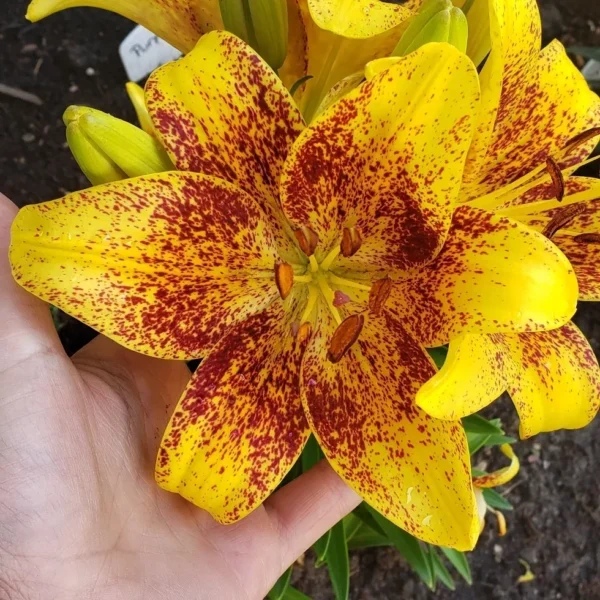 A hand holding a yellow and red flower.