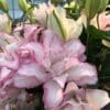 Pale pink ruffled lisianthus blooms